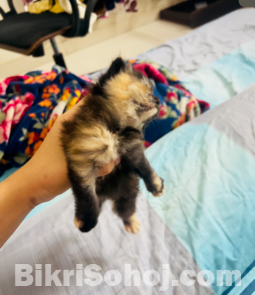 Persian female cat kitten